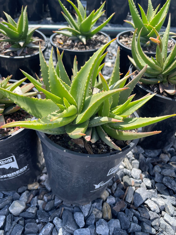 Aloe Hybrid 'Sea Urchin' (Andsea)