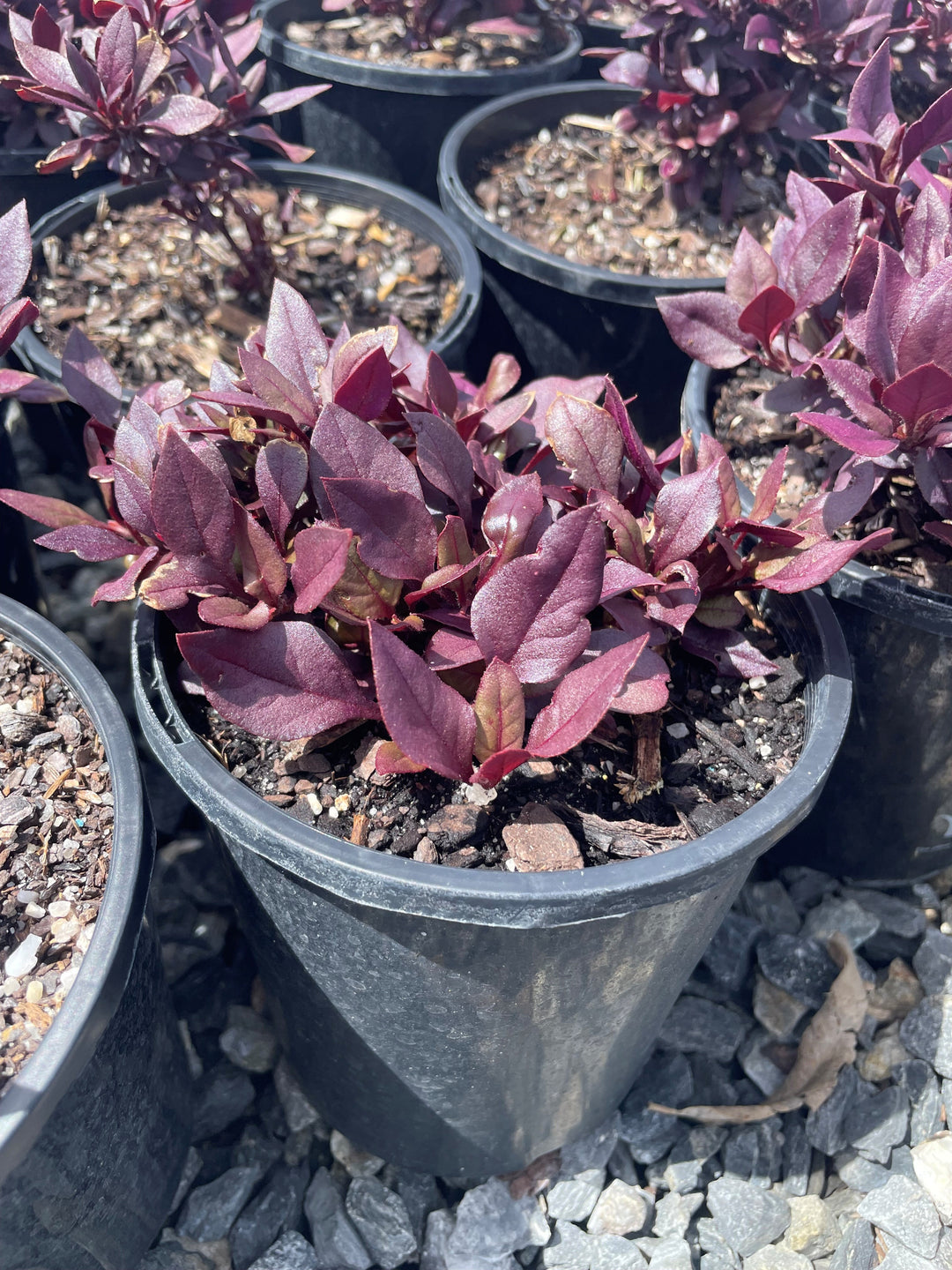 Alternanthera dentata 'Little Ruby'