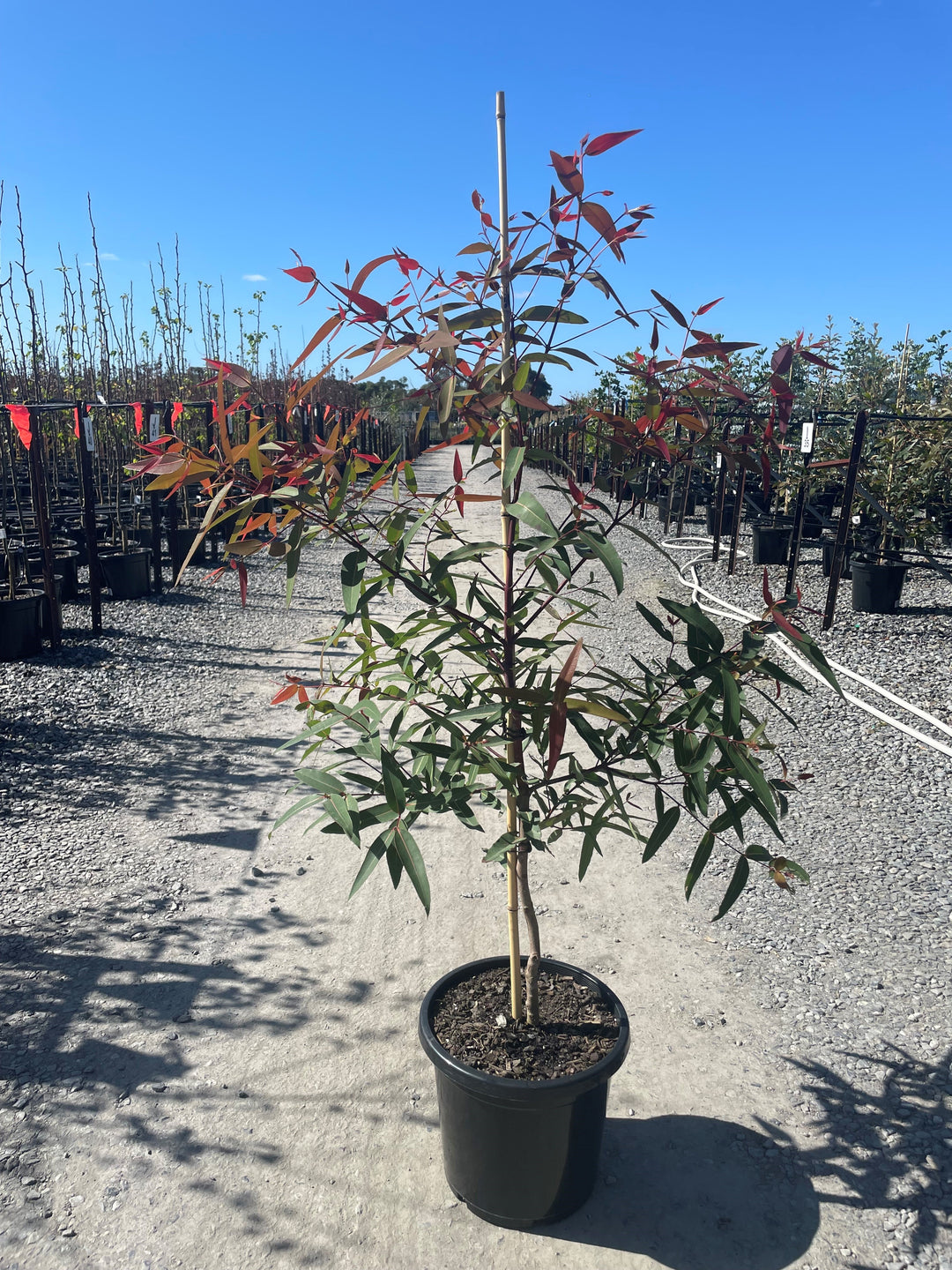 Angophora Costata 300mm Pot for sale Adelaide Plant Co