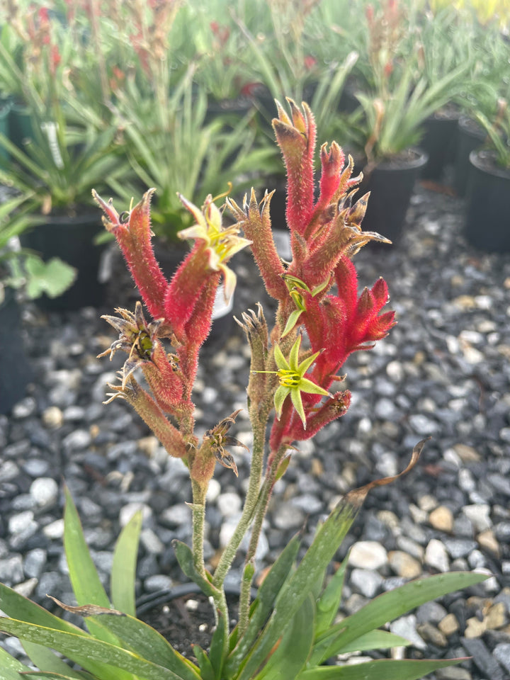 Anigozanthos flavidus &
