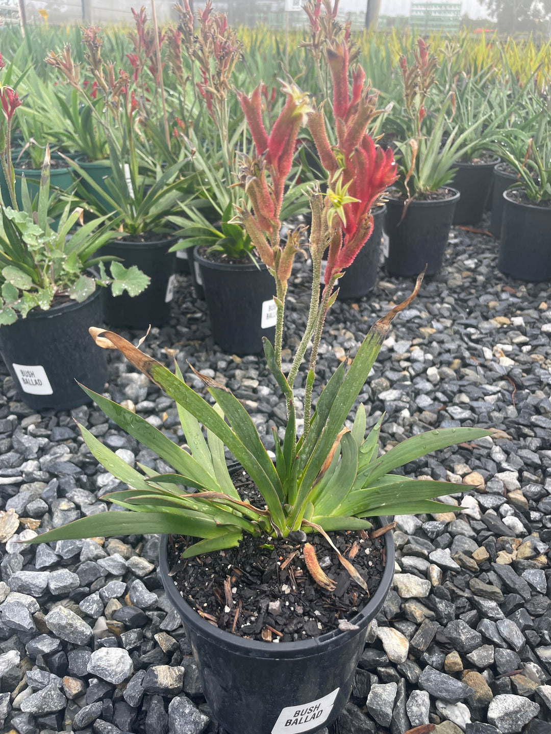 Anigozanthos flavidus &