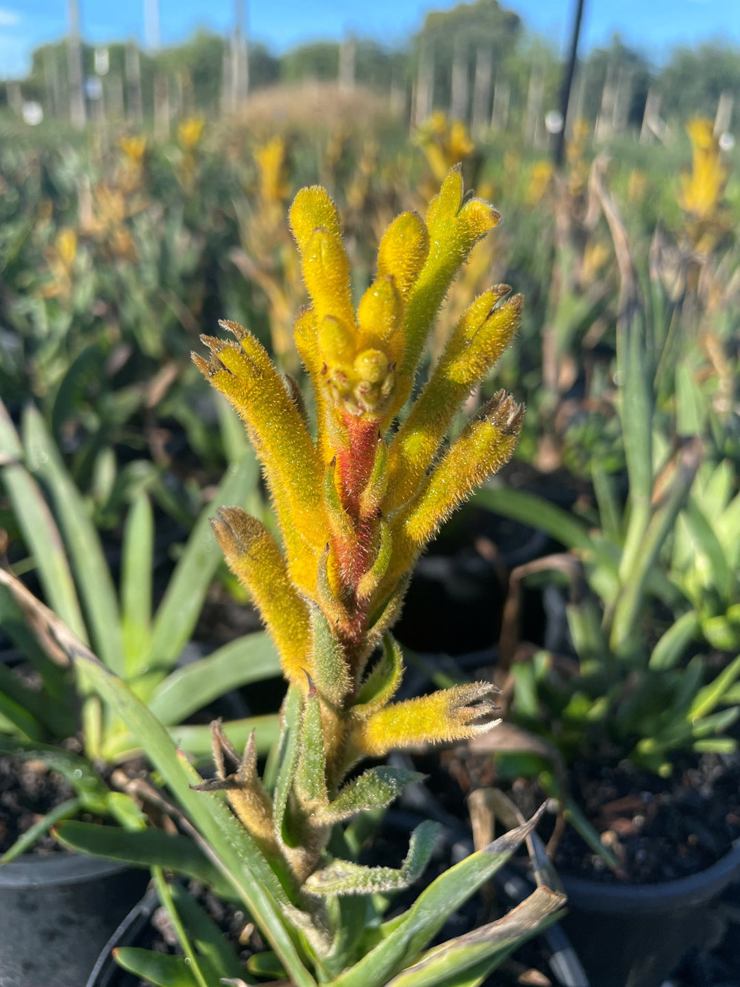 Anigozanthos humilis x flavidus 'Bush Bonanza' 140mm Pot for sale Adelaide Plant Co