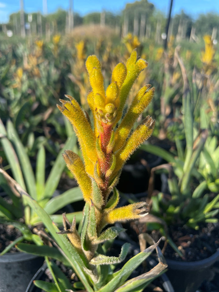 Anigozanthos humilis x flavidus &