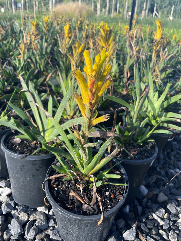 Anigozanthos humilis x flavidus &