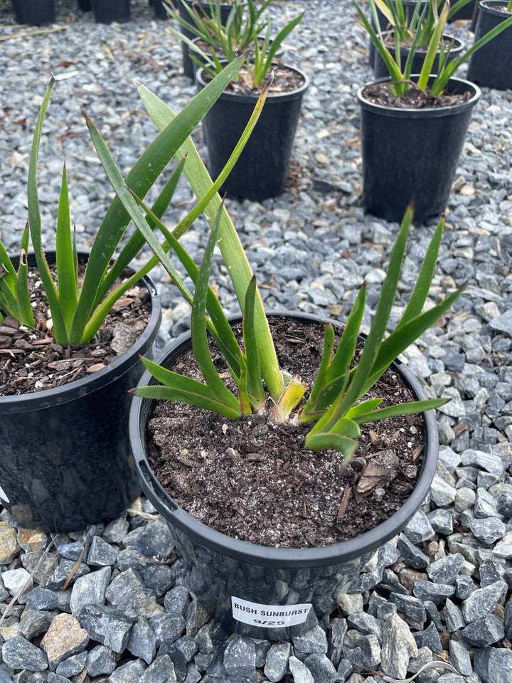 Anigozanthos hybrid &