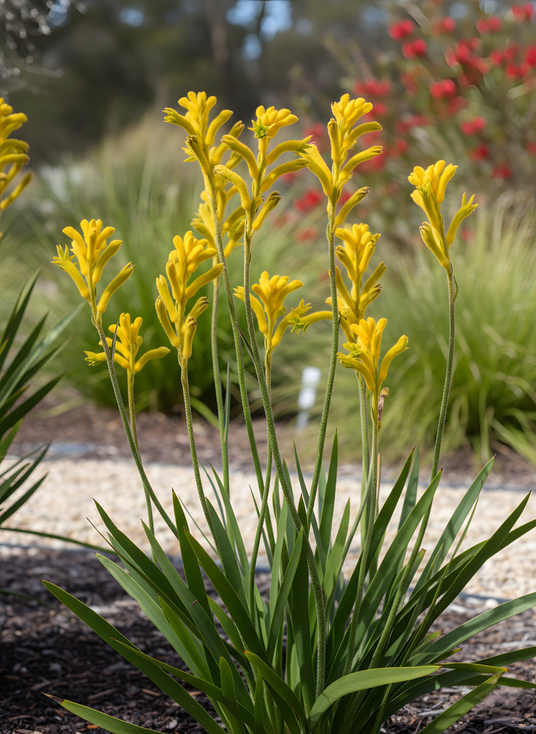 Anigozanthos hybrid 'Bush Sunburst' 140mm Pot for sale Adelaide Plant Co