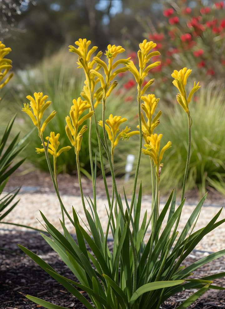 Anigozanthos hybrid &