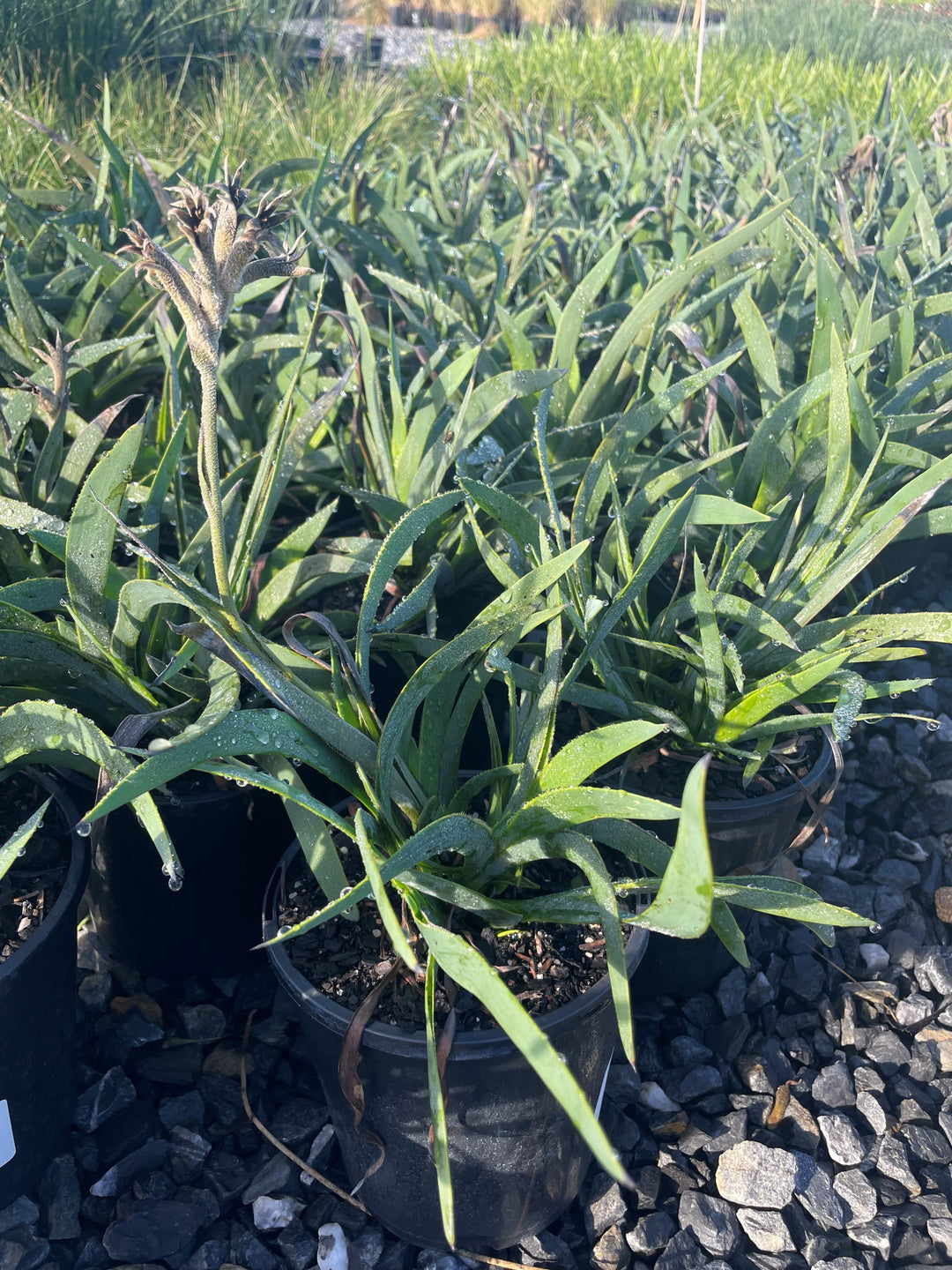 Anigozanthos hybrid &