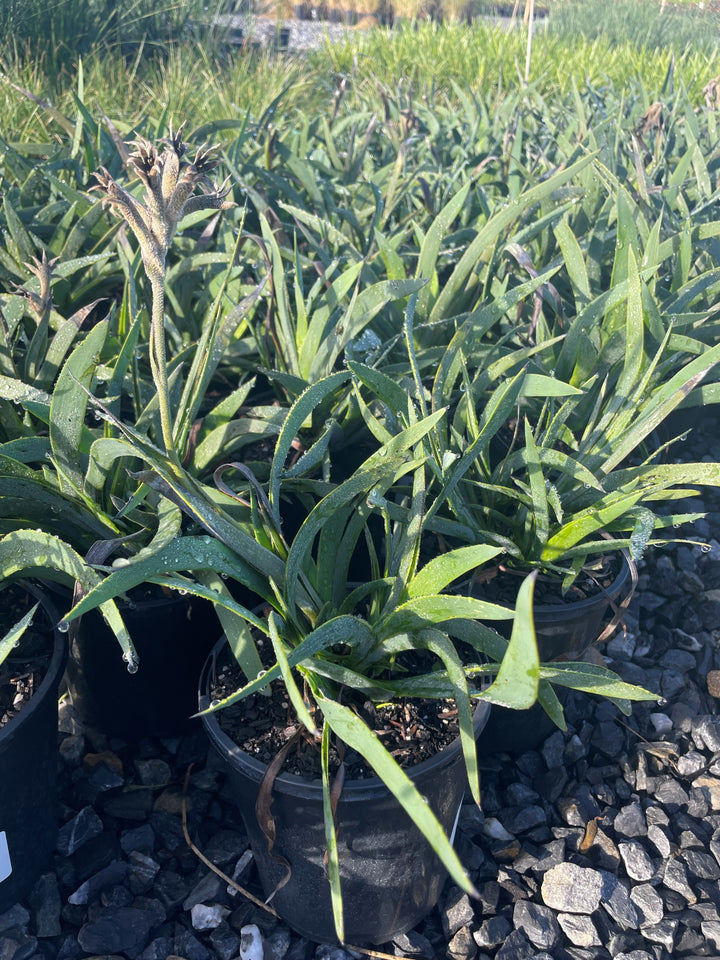Anigozanthos hybrid &