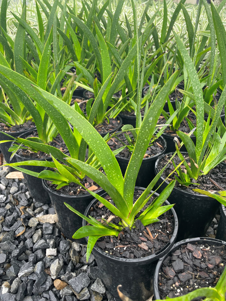 Anigozanthos hybrid &