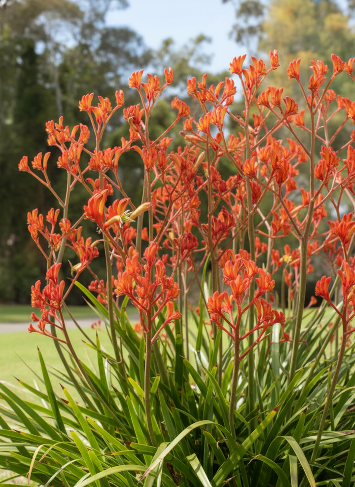 Anigozanthos 'Landscape Tangerine'