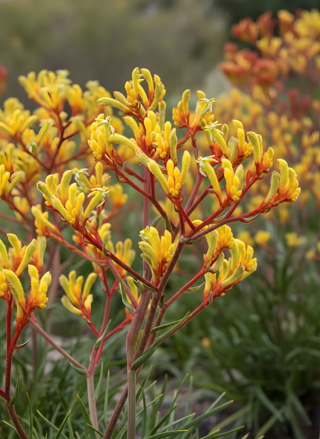 Anigozanthos 'Landscape Gold' 140mm Pot for sale Adelaide Plant Co