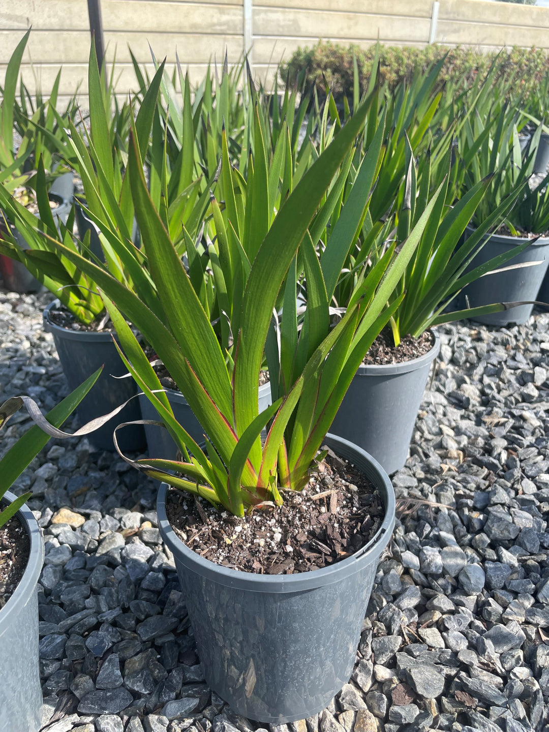 Anigozanthos 'Landscape Gold'