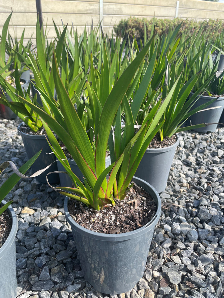 Anigozanthos 'Landscape Gold'