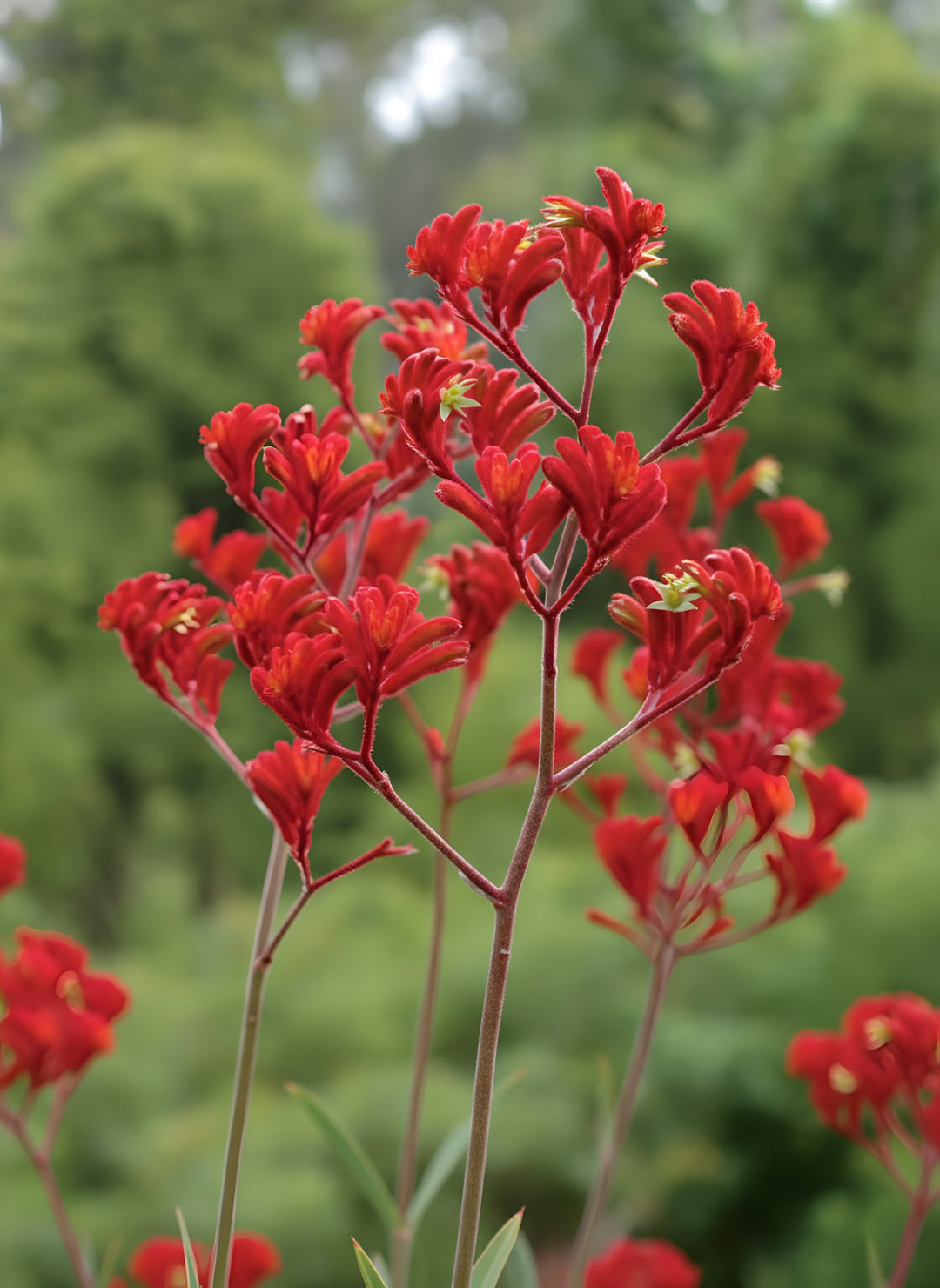 Anigozanthos &