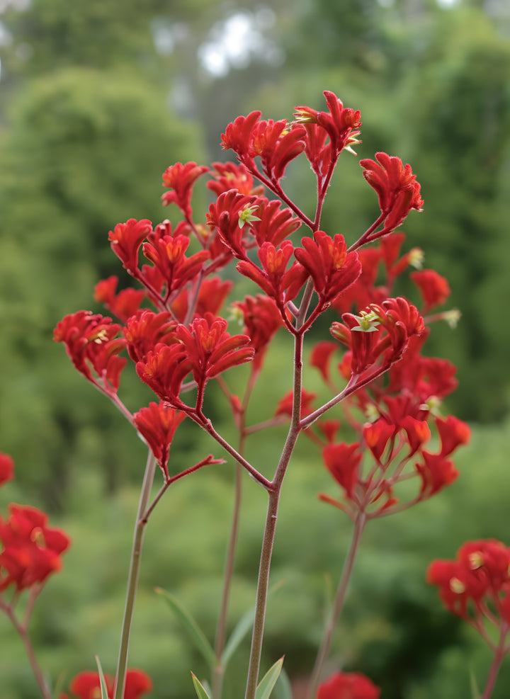 Anigozanthos &