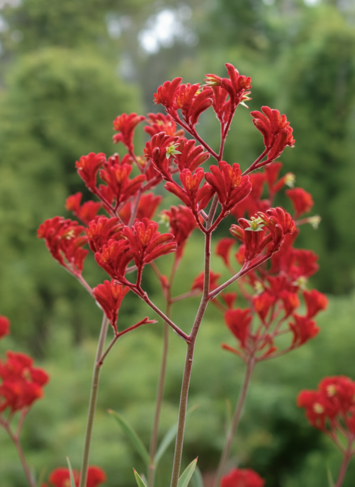 Anigozanthos 'Landscape Scarlet'