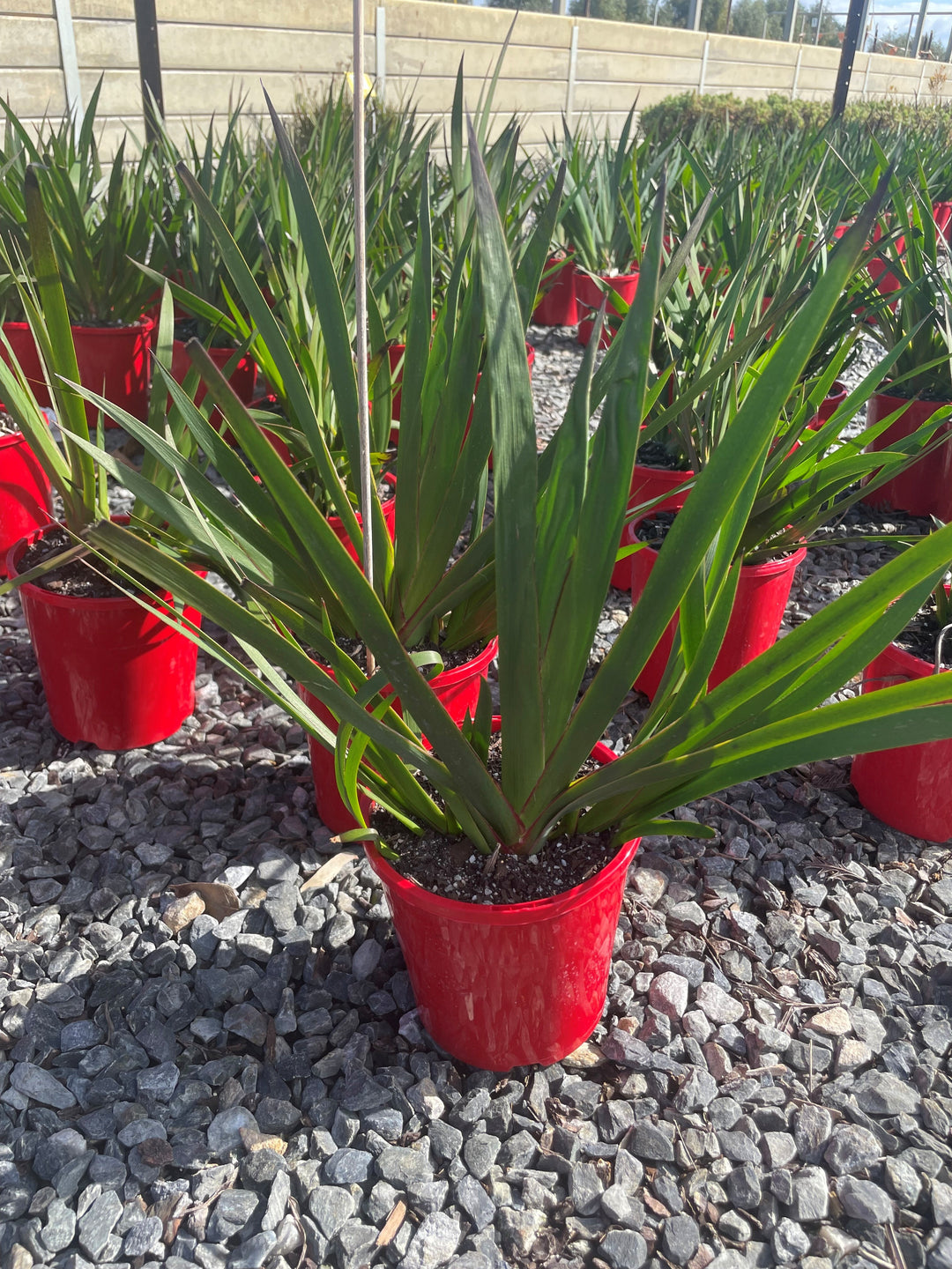 Anigozanthos 'Landscape Scarlet'