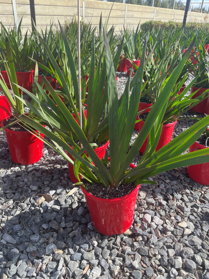 Anigozanthos 'Landscape Scarlet'