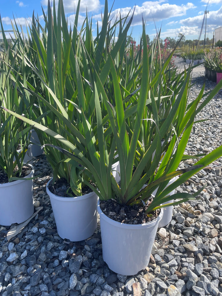 Anigozanthos 'Landscape Tangerine'