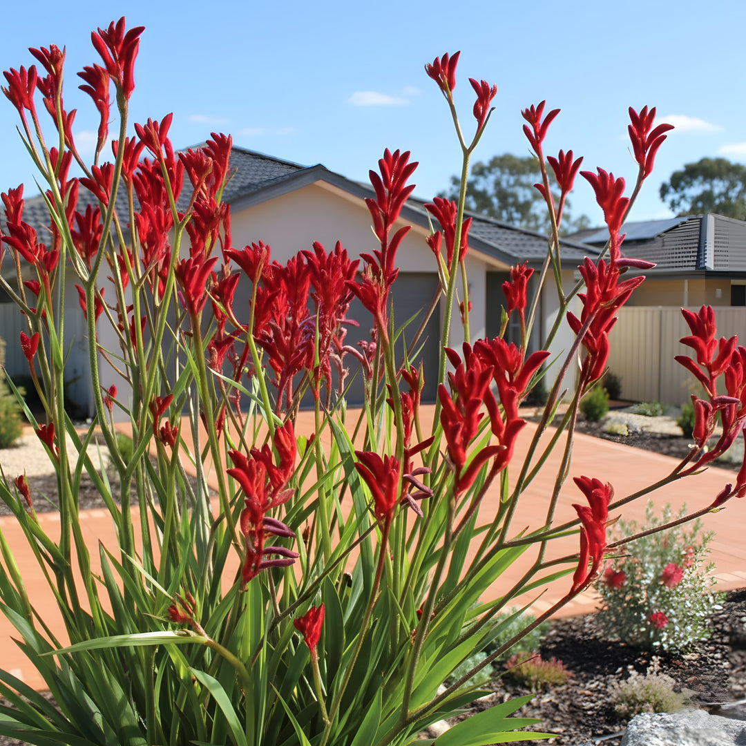 Anigozanthos Rufus 'Frosty Red' 140mm Pot for sale Adelaide Plant Co