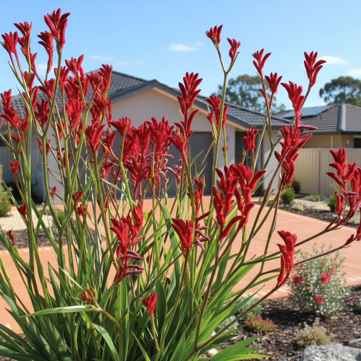 Anigozanthos Rufus 'Frosty Red'