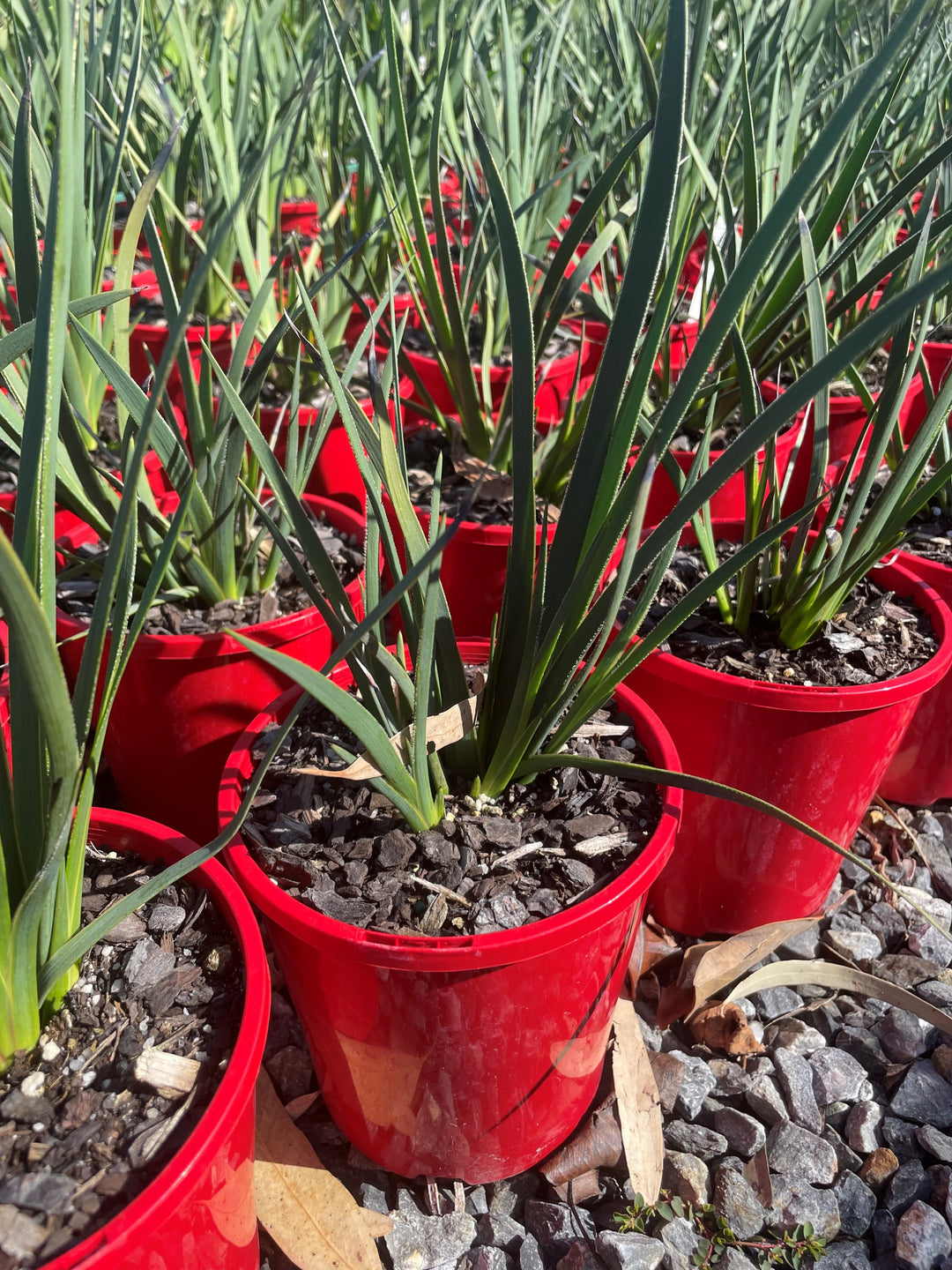Anigozanthos Rufus 'Frosty Red'
