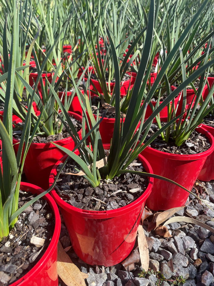 Anigozanthos Rufus 'Frosty Red'