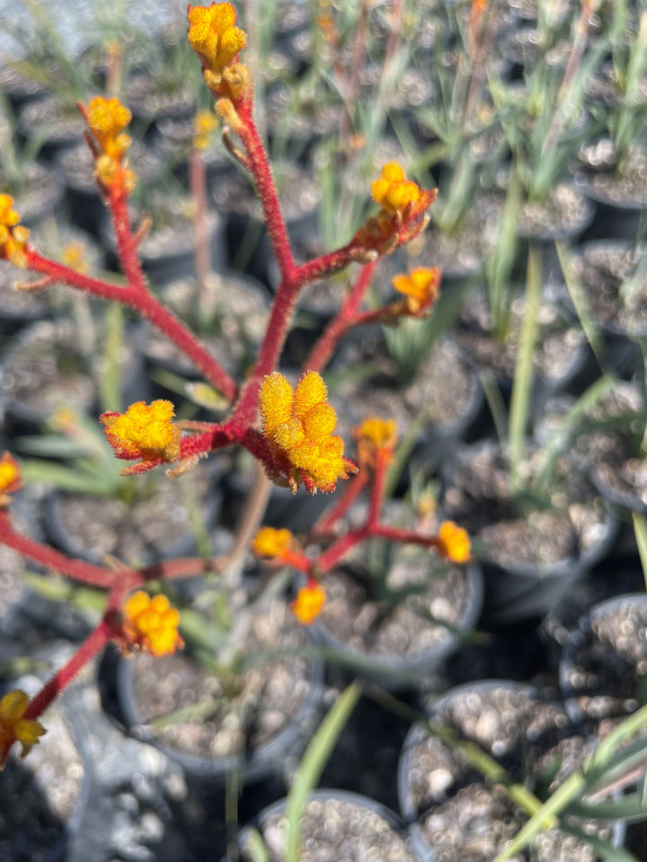 Anigozanthos Rufus 'Frosty Yellow'