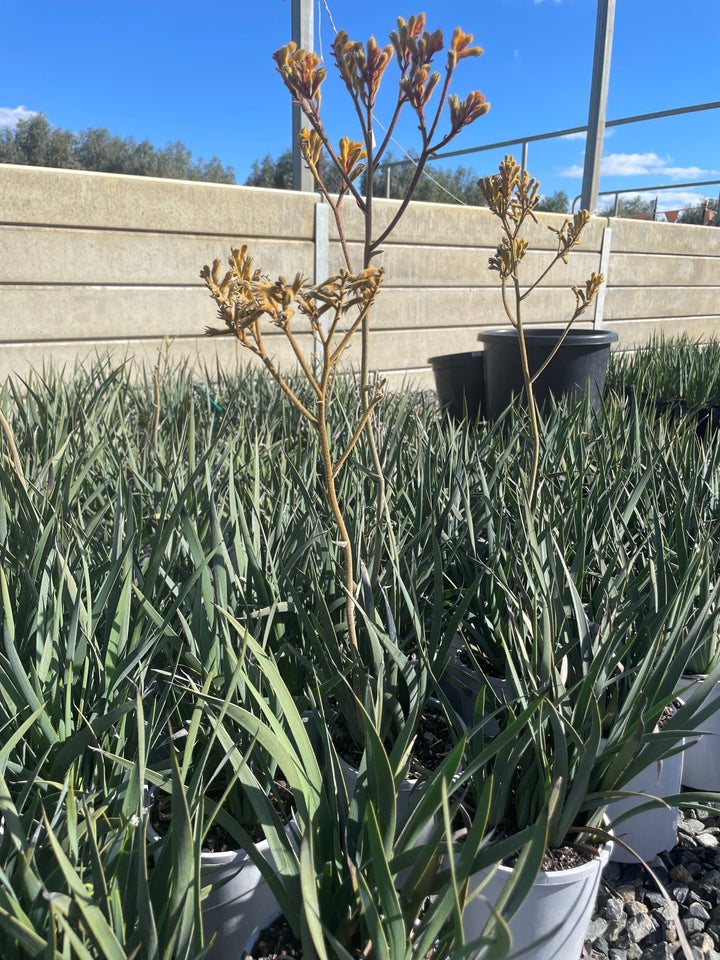Anigozanthos Rufus 'Frosty Yellow'