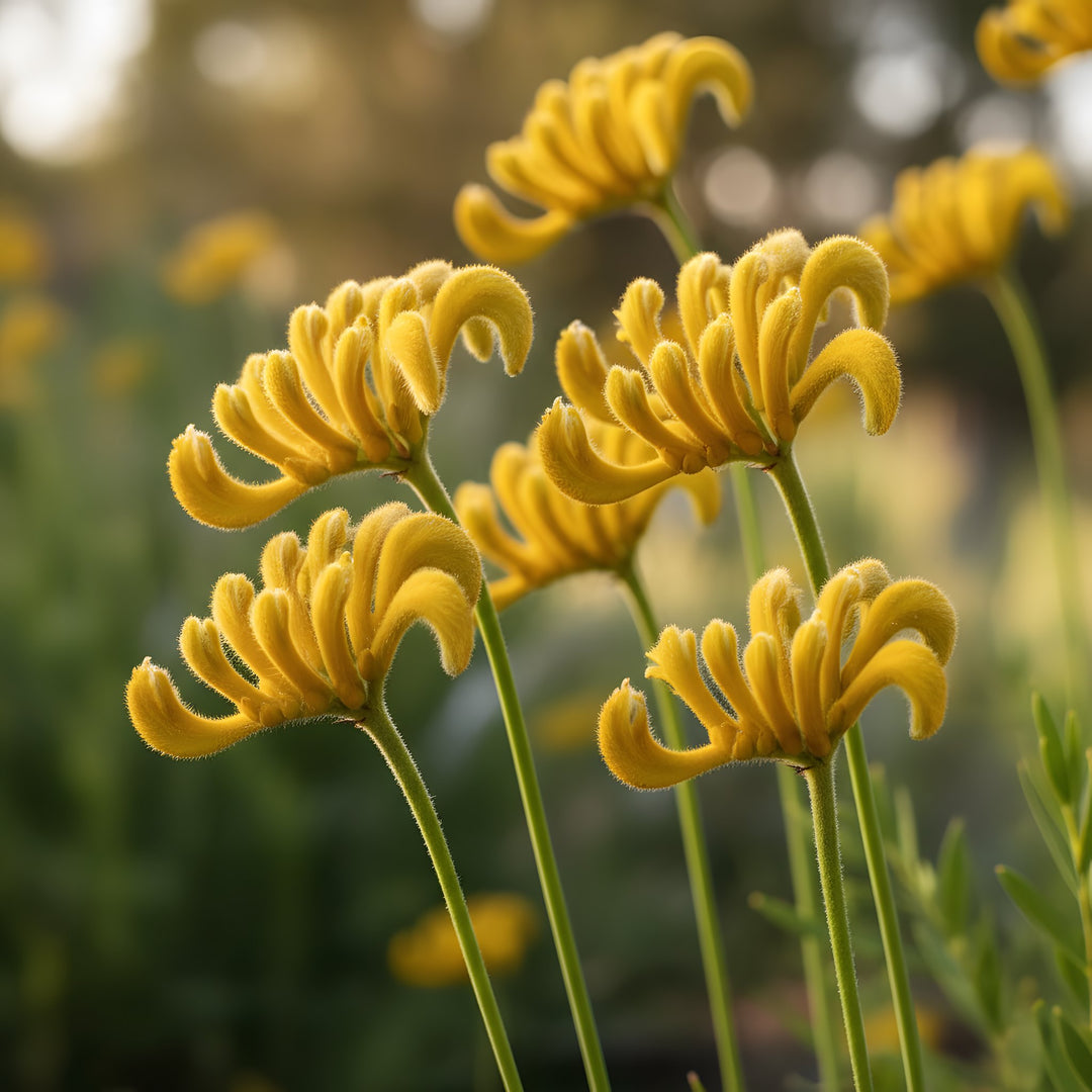 Anigozanthos 'Yellow Gem' 140mm Pot for sale Adelaide Plant Co