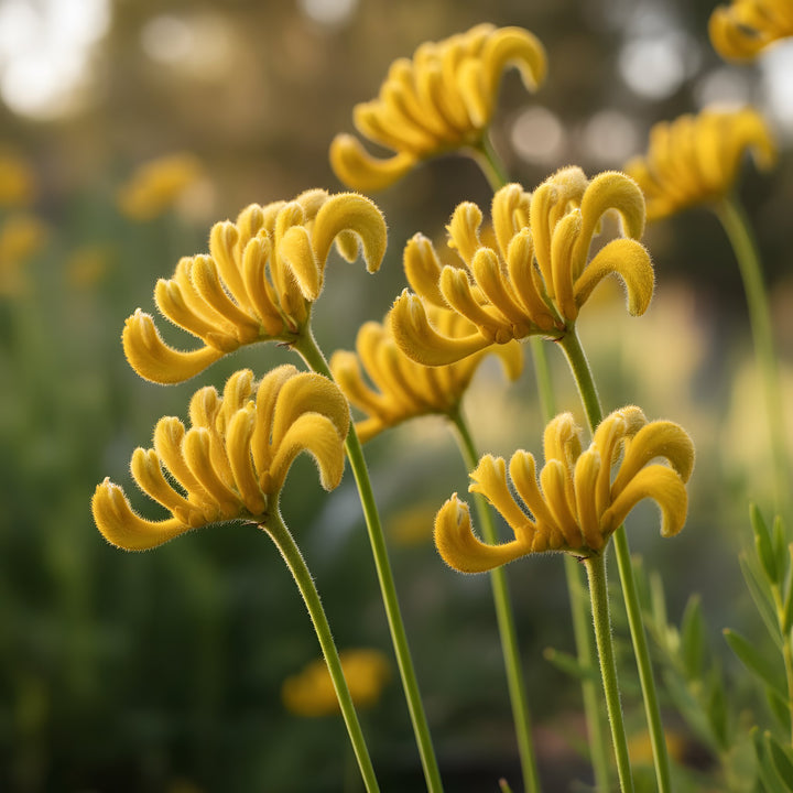 Anigozanthos &