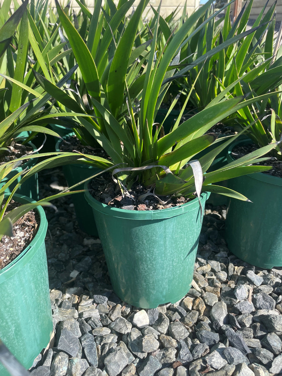 Anigozanthos 'Yellow Gem'