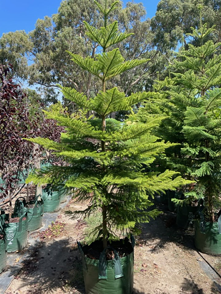 Araucaria heterophylla 100L Grow Bag for sale Adelaide Plant Co