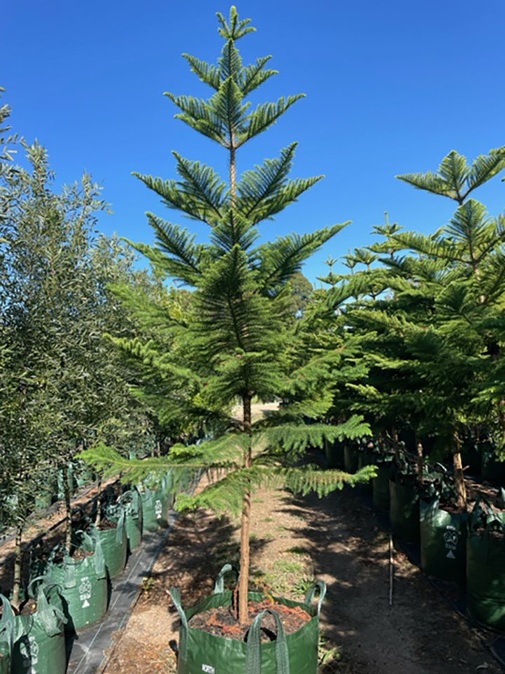 Araucaria heterophylla 200L Grow Bag for sale Adelaide Plant Co