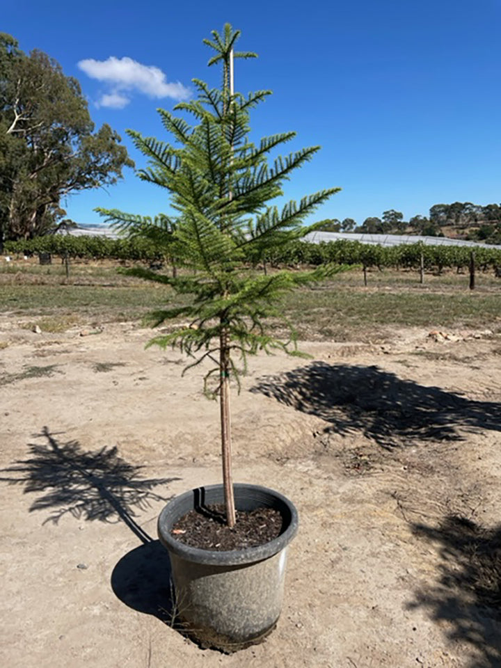 Araucaria heterophylla 400mm Pot for sale Adelaide Plant Co