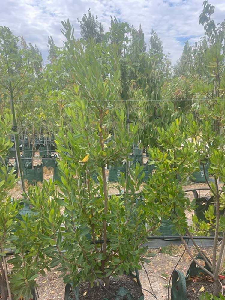 Arbutus unedo 100L Grow Bag for sale Adelaide Plant Co