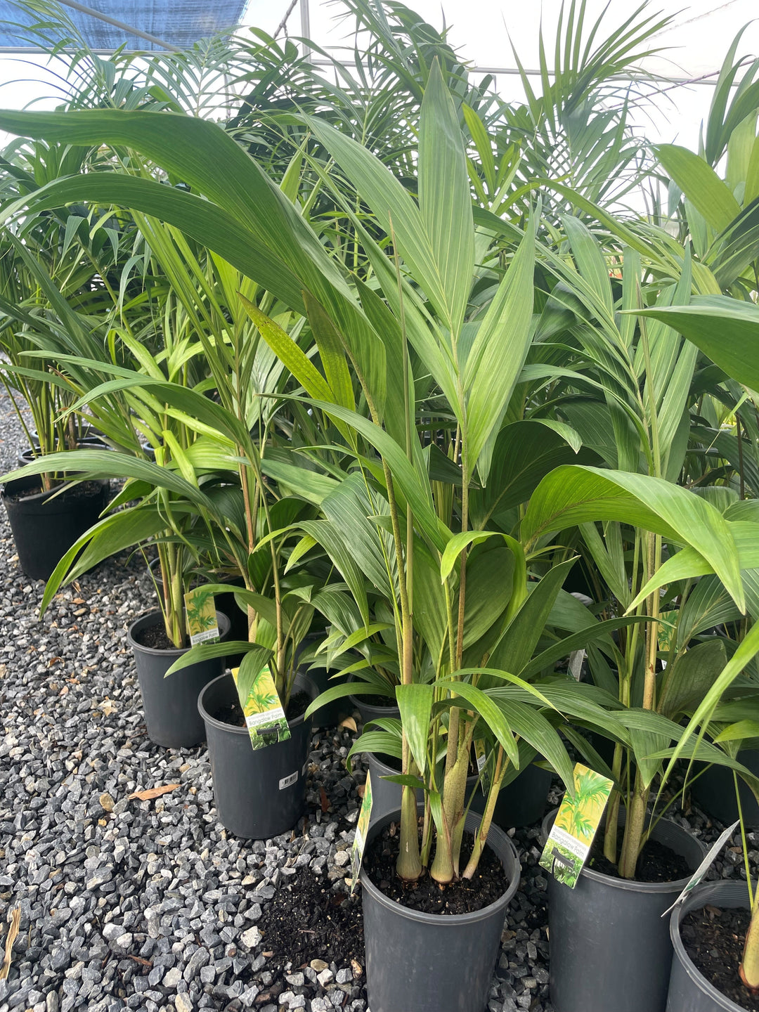 Archontophoenix cunninghamiana 5L Pot for sale Adelaide Plant Co
