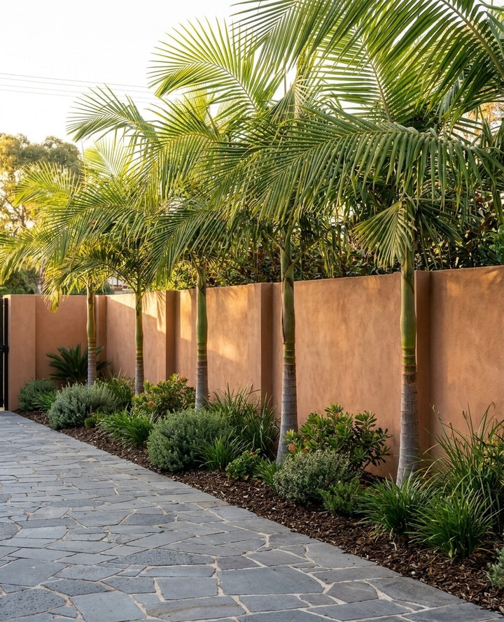 Archontophoenix cunninghamiana planted as a row along a driveway edge in an Adelaide garden.