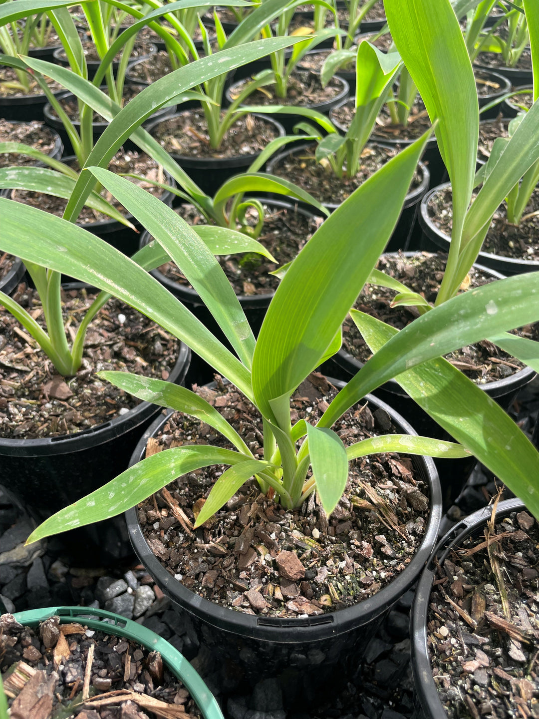 Arthropodium Cirratum 'Matapouri Bay'