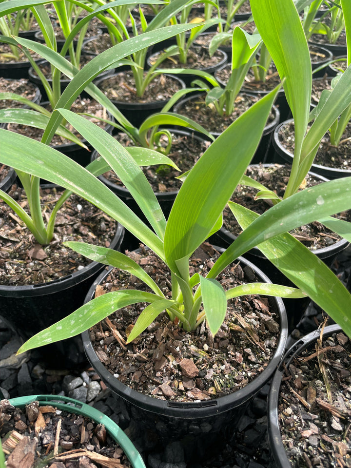 Arthropodium Cirratum 'Matapouri Bay'