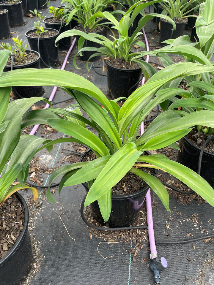 Arthropodium Cirratum 'Matapouri Bay'