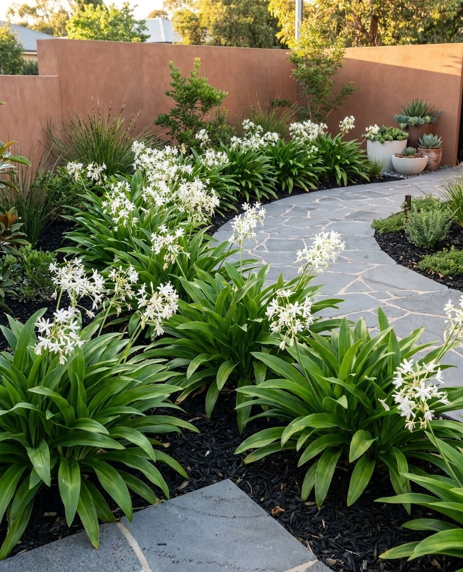 Arthropodium Cirratum &