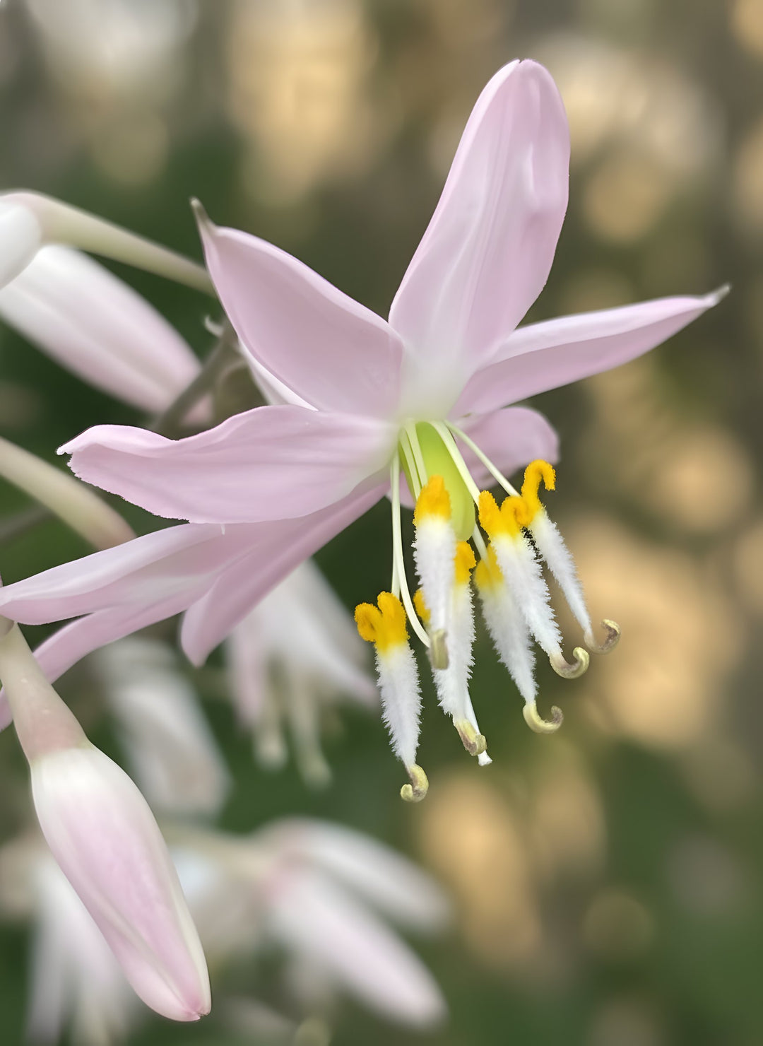 Arthropodium Cirratum 'Pink Stars' 140mm Pot for sale Adelaide Plant Co