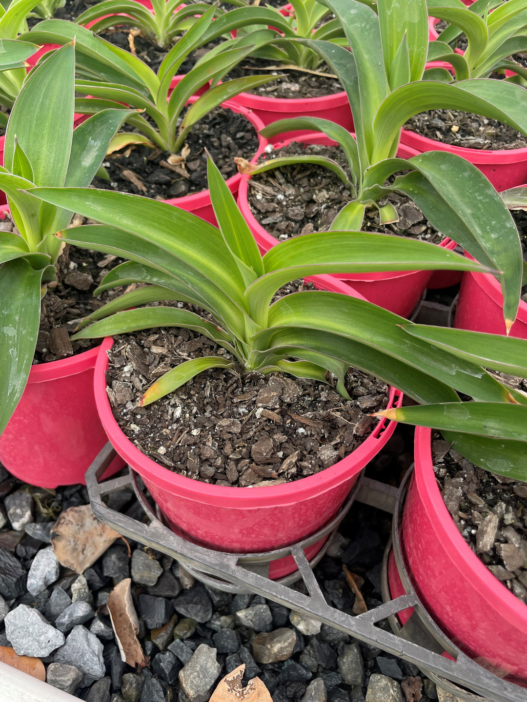 Arthropodium Cirratum 'Pink Stars'