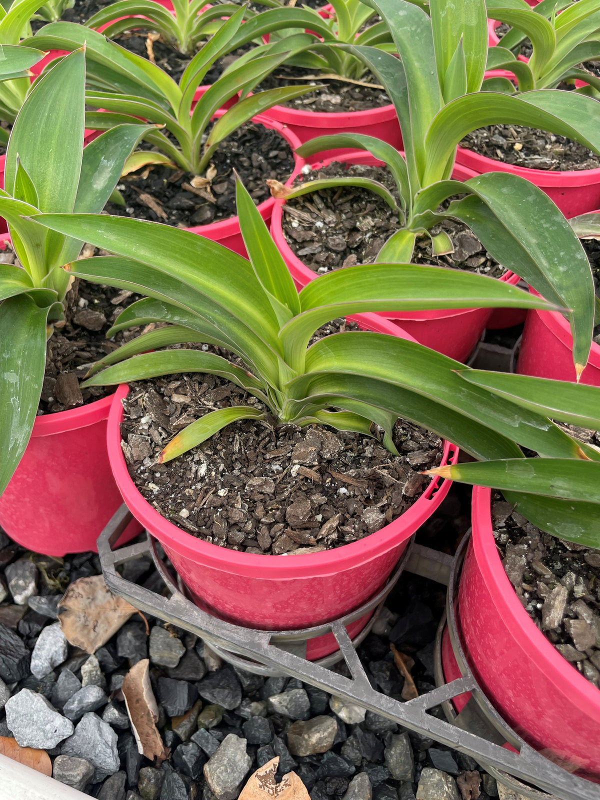 Buy Arthropodium Cirratum 'Pink Stars' Renga Lily | Adelaide Plant Co