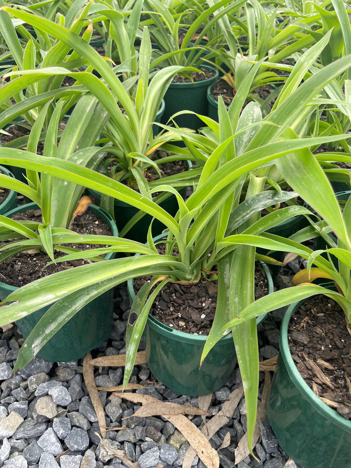 Arthropodium Cirratum 'Te Puna'