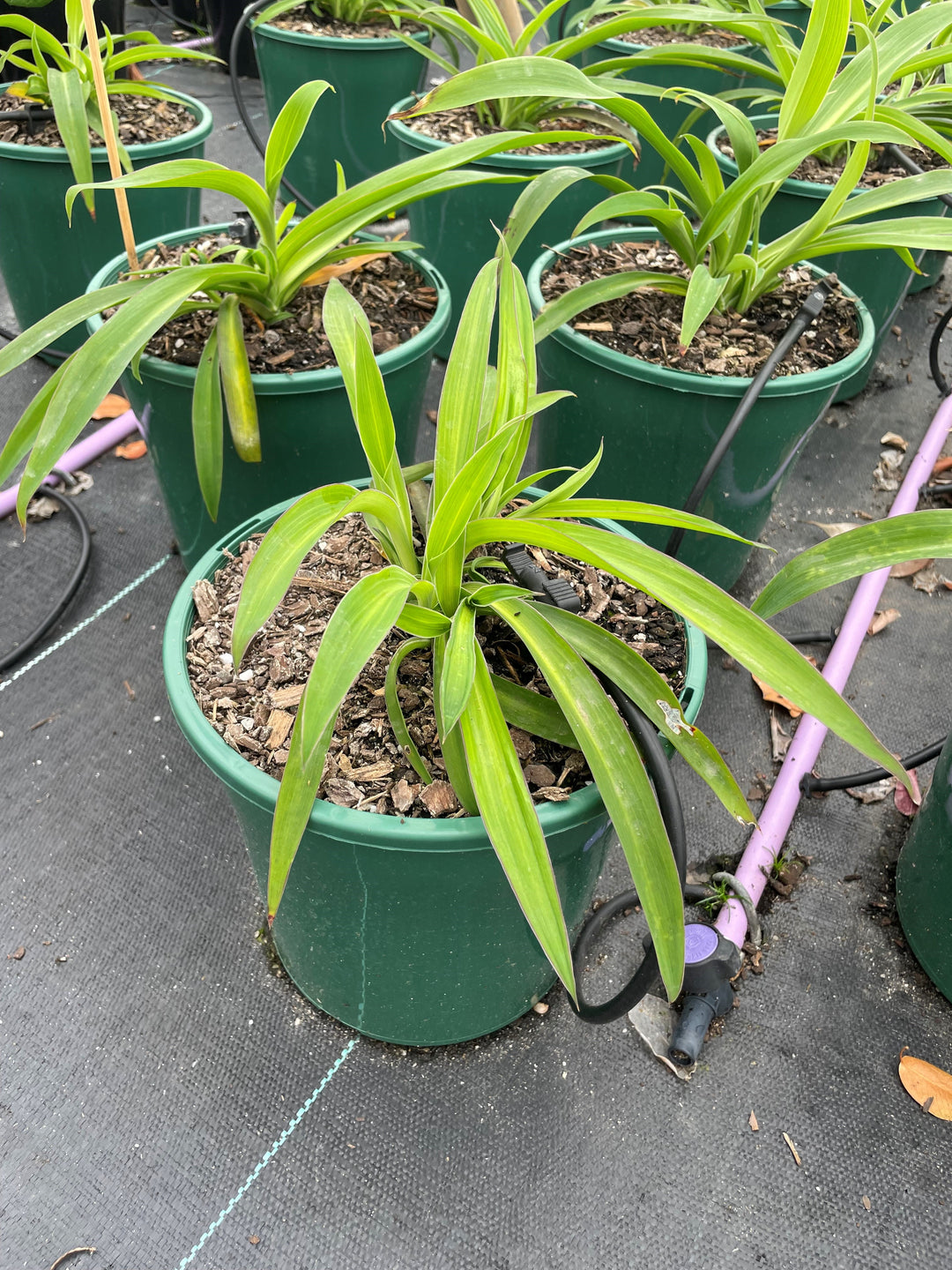 Arthropodium Cirratum 'Te Puna'
