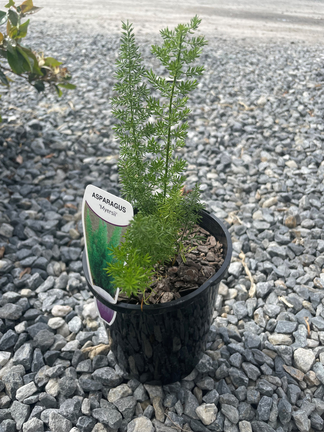 Asparagus Densiflorus &
