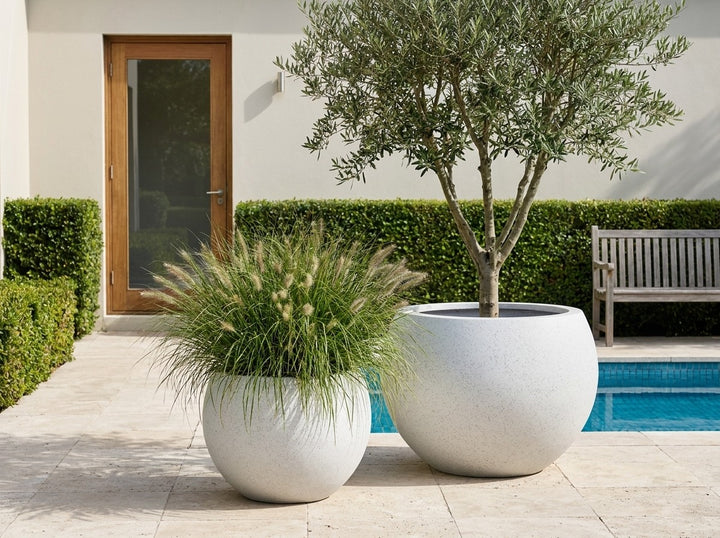 Aspen statement planter bowls in Blizzard white terrazzo, both sizes planted with a multi-stem olive and ornamental grasses on a poolside terrace